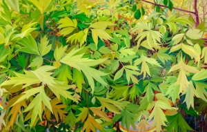Peony Tree, 2019, oil on canvas